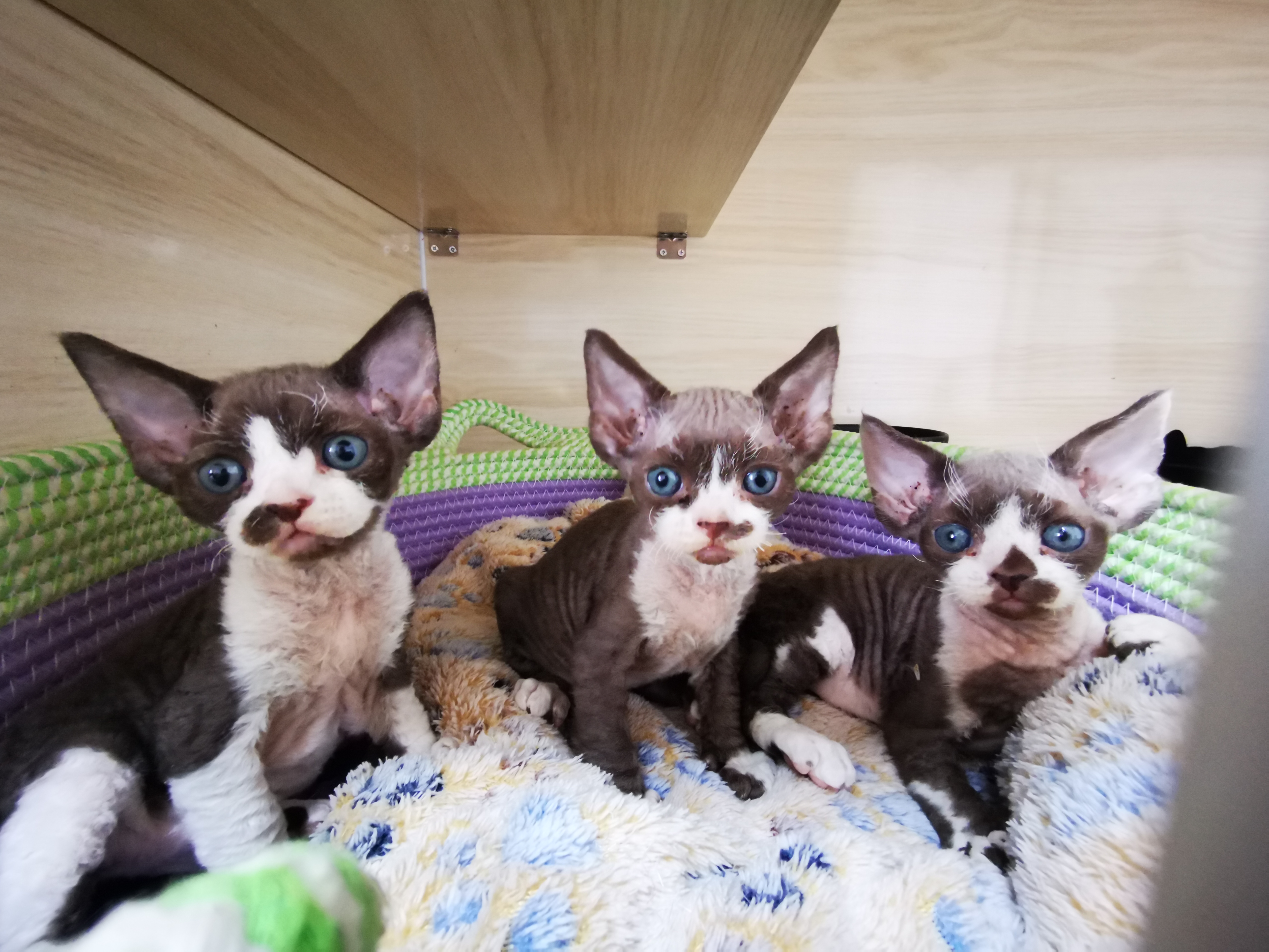德文卷毛猫